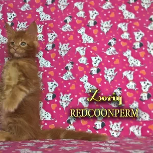 Котёнок мейн кун - уникального тёмного красного окраса